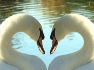 zwanen hart