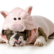 dog wearing pink pig costume isolated on white background - english bulldog